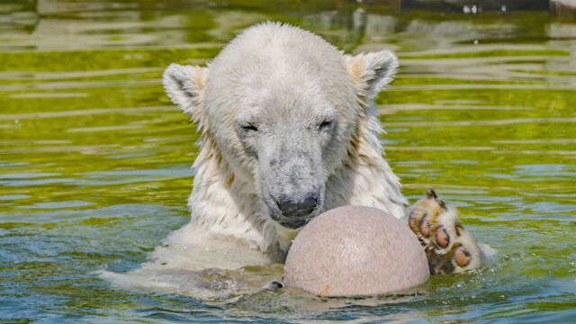 Vignette du programme télé Des zoos nouvelle génération