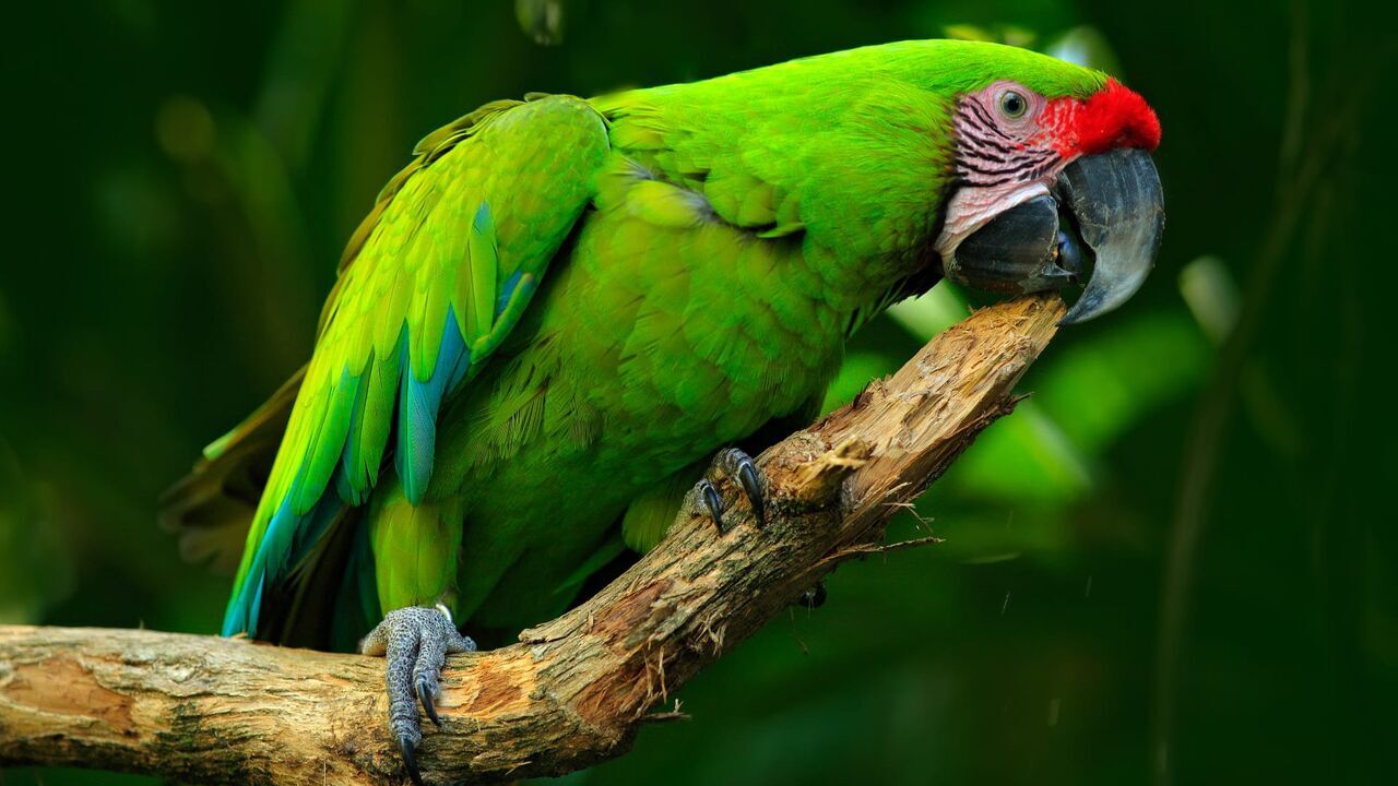 Vignette du programme télé Une saison au zoo