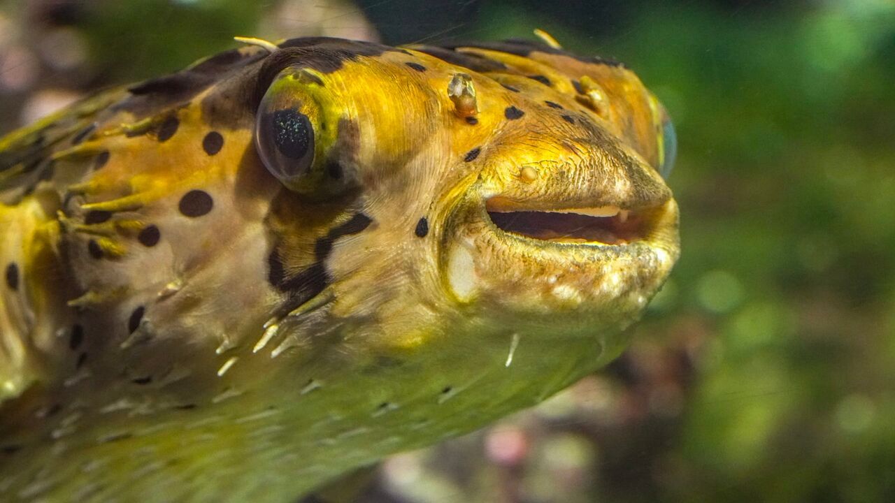 Vignette du programme télé Des zoos nouvelle génération