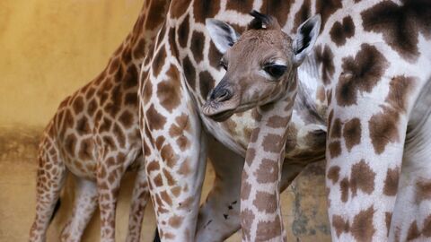 Vignette du programme télé Une saison au zoo