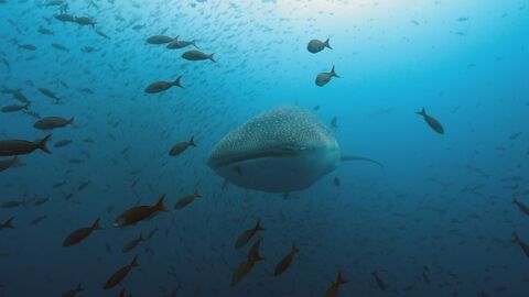 Vignette du programme télé La vie cachée des requins : Dans le sanctuaire des îles Galápagos