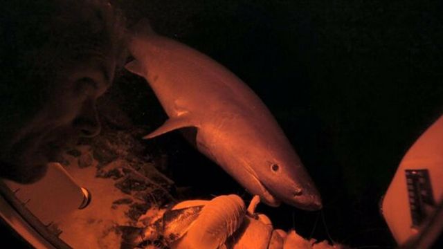 Vignette du programme télé River Monsters - Saison 9