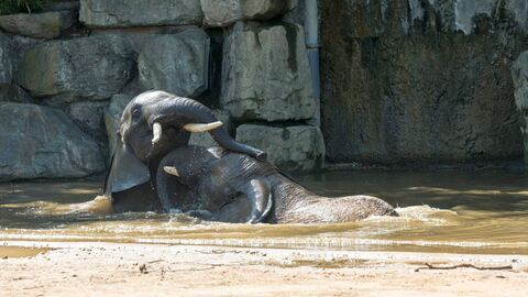 Vignette du programme télé Une saison au zoo