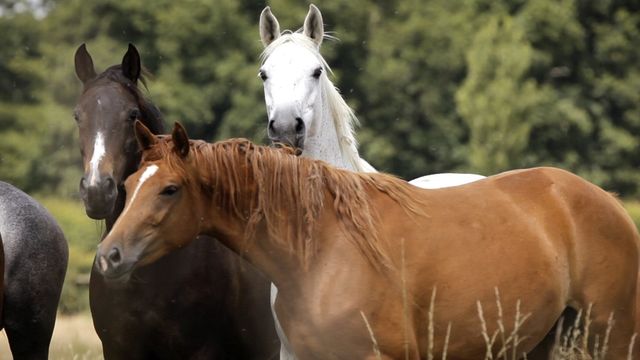 Vignette du programme télé Hélène et les animaux