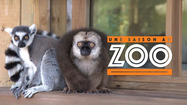 Vignette du programme télé Une saison au zoo - Saison 8