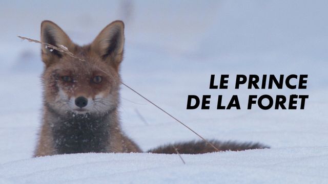 Vignette du programme télé Le prince de la forêt