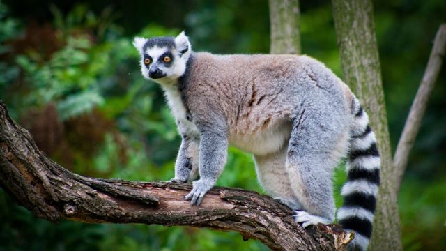 Vignette du programme télé Une saison au zoo - Saison 8