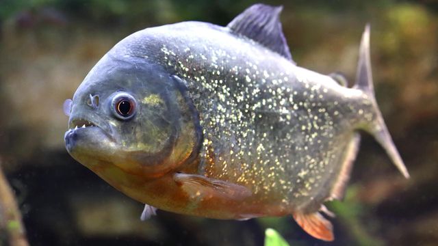 Vignette du programme télé River Monsters - Saison 1