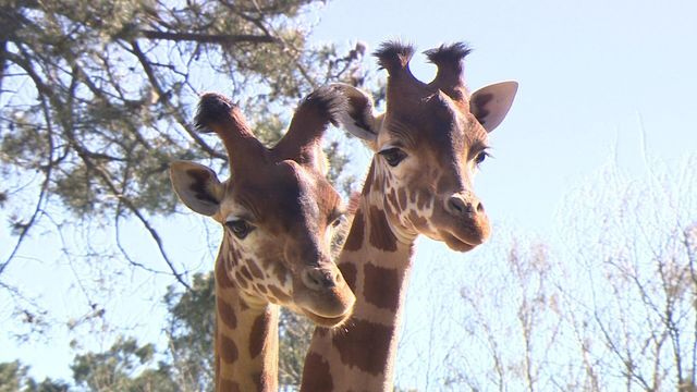 Vignette du programme télé Une saison au zoo - Saison 10