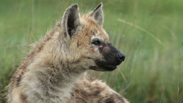 Vignette du programme télé Dynasties - Saison 2