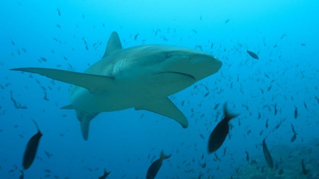 Vignette du programme télé La vie cachée des requins : Dans le sanctuaire des îles Galápagos