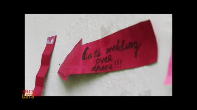 Vignette du programme télé Hell's Cats - Saison 6