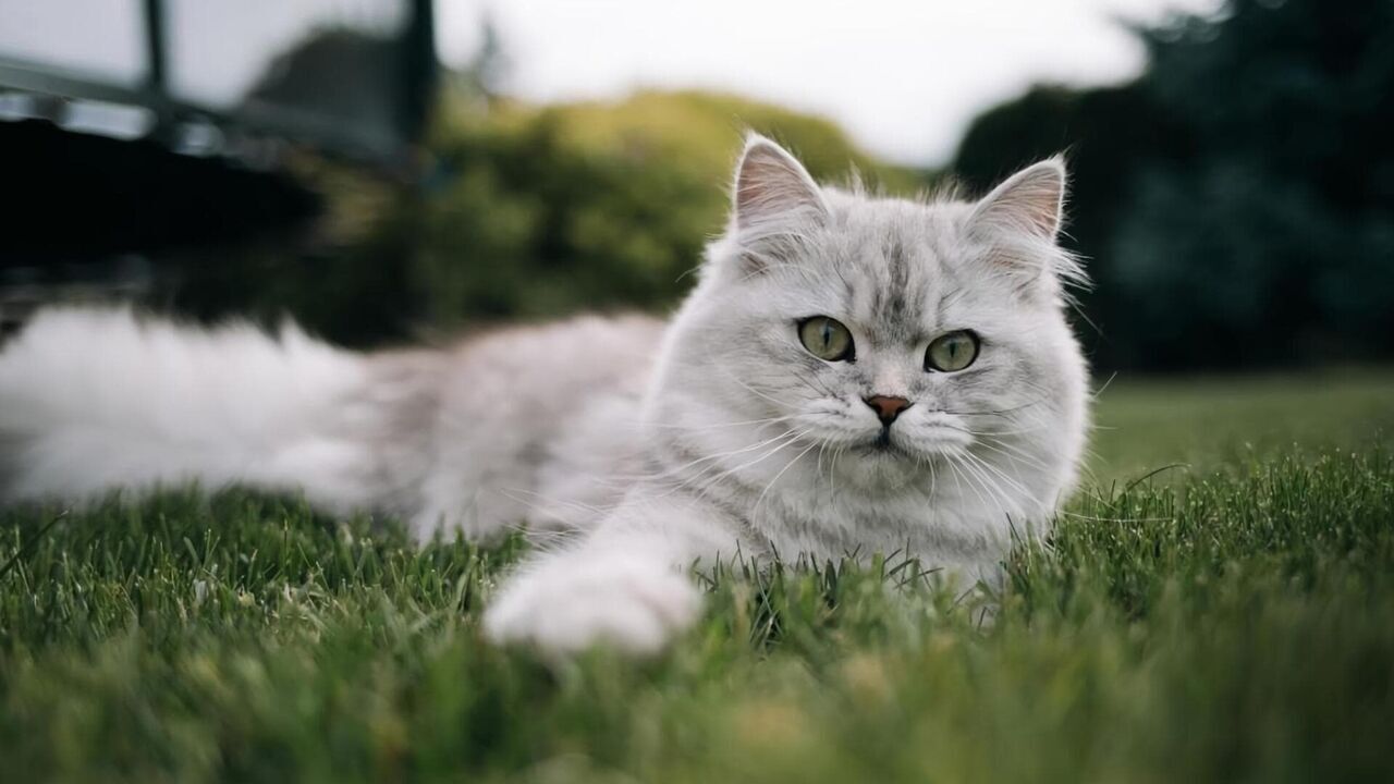 Vignette du programme télé Le grand bêtisier des animaux