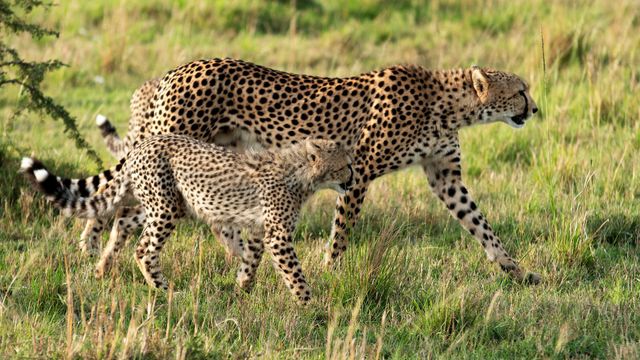 Vignette du programme télé Kenya : au rythme des pluies - Saison 1