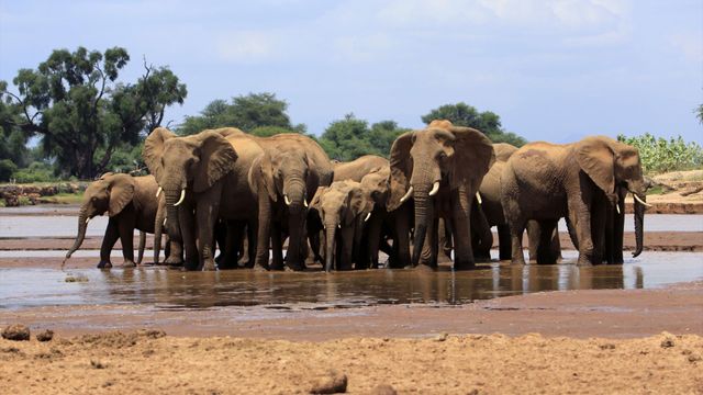 Vignette du programme télé Kenya : au rythme des pluies - Saison 1