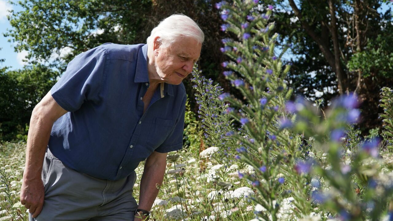 Vignette du programme télé La vie en couleurs avec David Attenborough