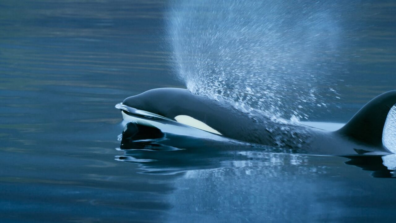 Vignette du programme télé A la rencontre des baleines avec Steve Backshall