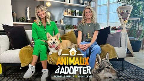 Vignette du programme télé Animaux à adopter : nouvelle famille pour une nouvelle vie