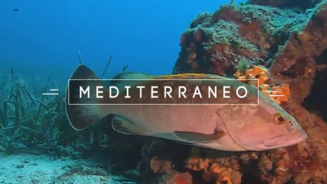 Vignette du programme télé Mediterraneo