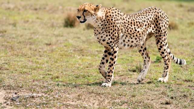 Vignette du programme télé Kenya : au rythme des pluies - Saison 1