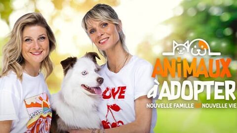 Vignette du programme télé Animaux à adopter : nouvelle famille pour une nouvelle vie