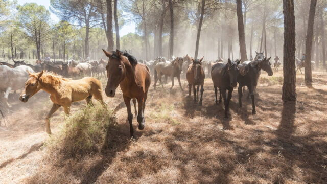 Vignette du programme télé Carmen et les cavaliers d'El Rocío : A la poursuite des chevaux sauvages