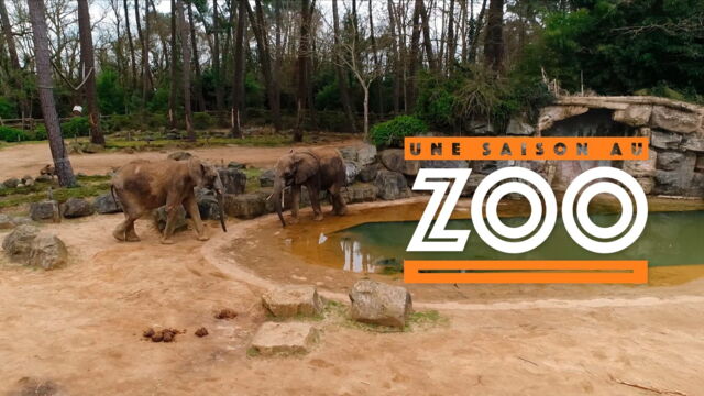 Vignette du programme télé Une saison au zoo