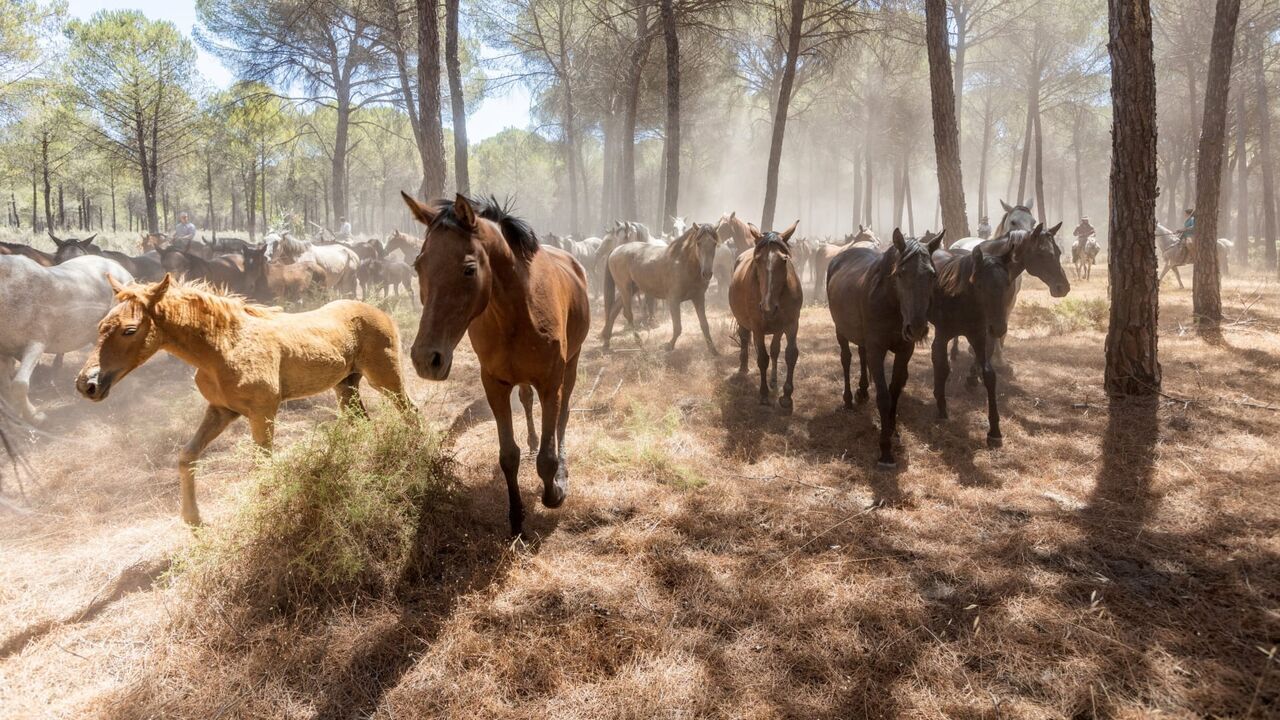 Vignette du programme télé Carmen et les cavaliers d'El Rocío : A la poursuite des chevaux sauvages