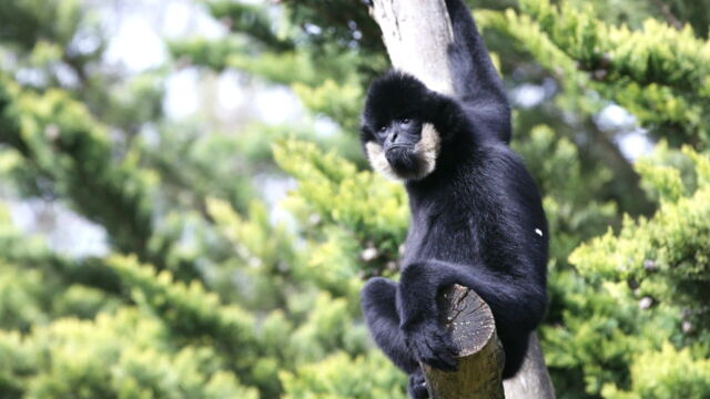 Vignette du programme télé Une saison au zoo
