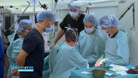Vignette du programme télé Vétérinaires, leur vie en direct