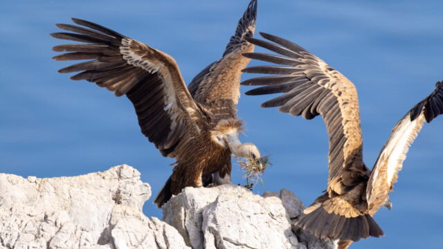 Vignette du programme télé Merveilles de la côte croate : Le littoral sauvage