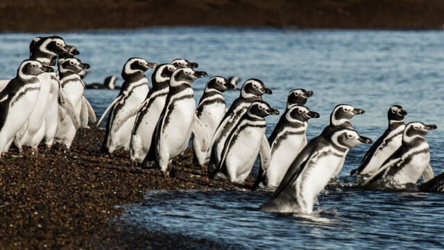 Vignette du programme télé L'Argentine sauvage