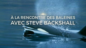 Vignette du programme télé A la rencontre des baleines avec Steve Backshall (Les rescapées des océans) S1 (4/4)