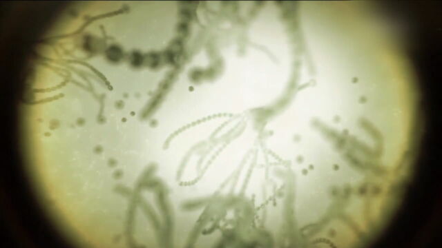 Vignette du programme télé Pasteur et Koch : Un duel de géants dans le monde des microbes
