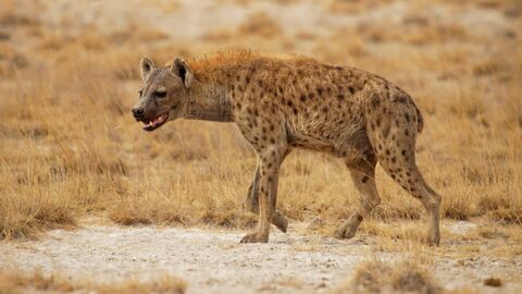Vignette du programme télé Beauval, au plus près des animaux