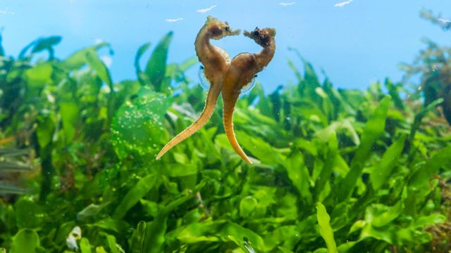 Vignette du programme télé Règne animal, les jeux de l'amour - Saison 1