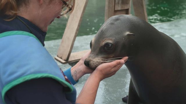Vignette du programme télé Beauval, au plus près des animaux - Saison 1