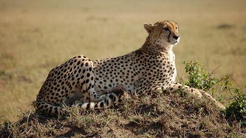 Vignette du programme télé Une saison au zoo