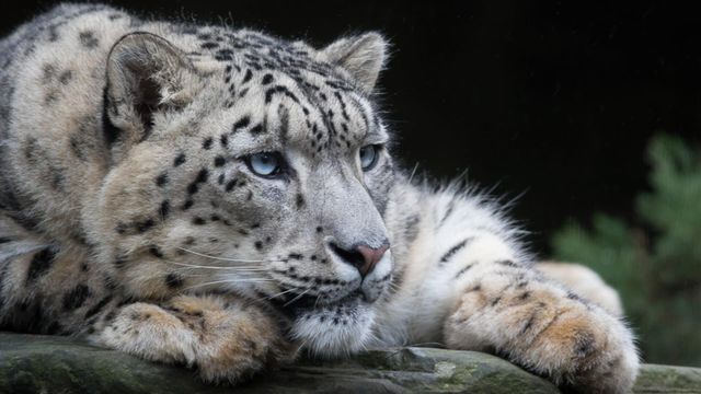 Vignette du programme télé Beauval, au plus près des animaux - Saison 1