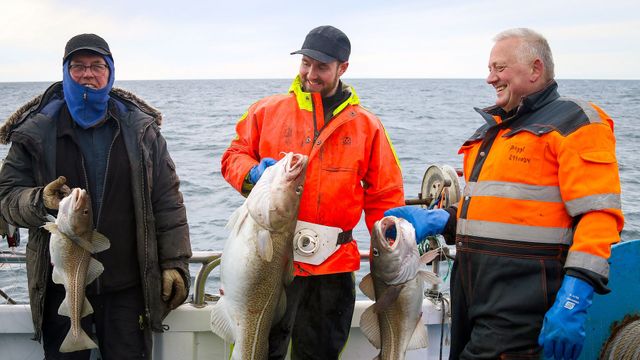 Vignette du programme télé Le concombre de mer, super-héros d'Islande