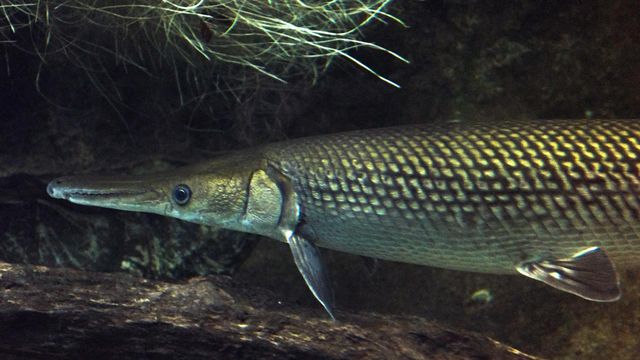 Vignette du programme télé River Monsters - Saison 1