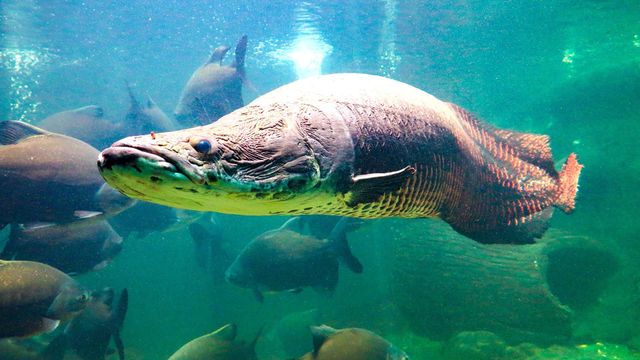 Vignette du programme télé River Monsters - Saison 1