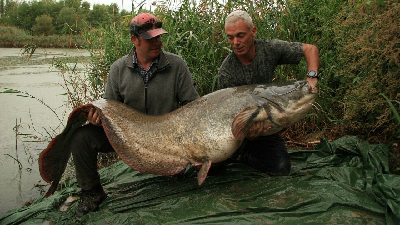 Vignette du programme télé River Monsters