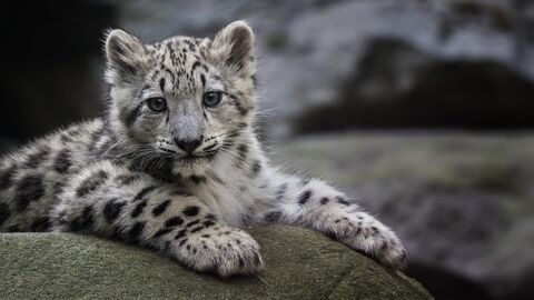 Vignette du programme télé Beauval, au plus près des animaux
