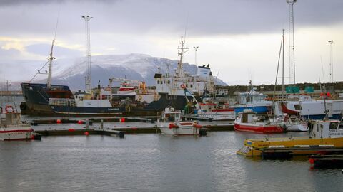 Vignette du programme télé Le concombre de mer, super-héros d'Islande