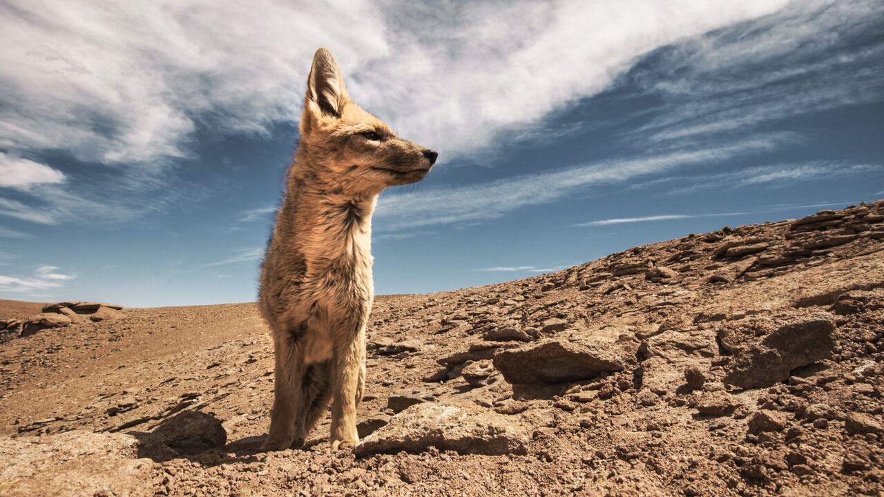 Vignette du programme télé L'Argentine sauvage