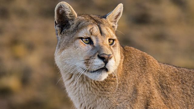 Vignette du programme télé L'Argentine sauvage - Saison 1