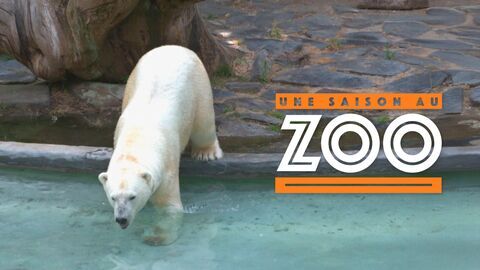 Vignette du programme télé Une saison au zoo