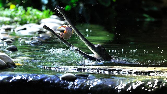 Vignette du programme télé River Monsters - Saison 1