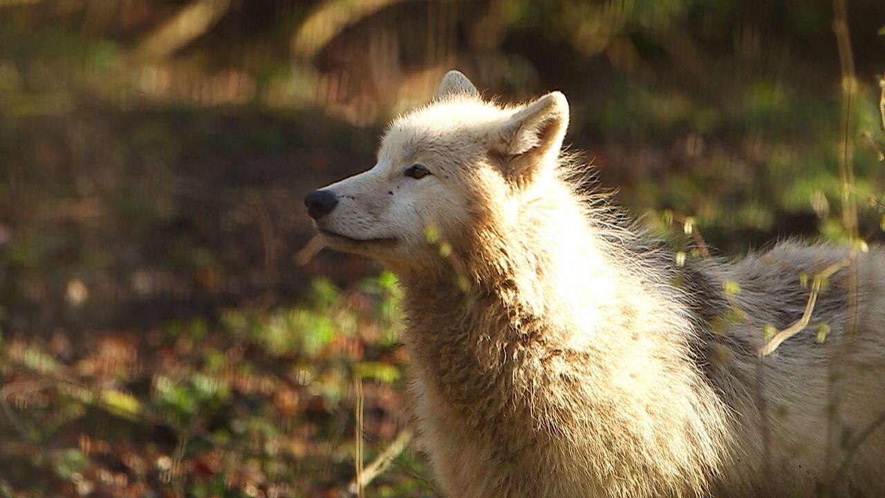 Vignette du programme télé 100 jours avec les animaux de Cerza, le plus grand zoo de Normandie